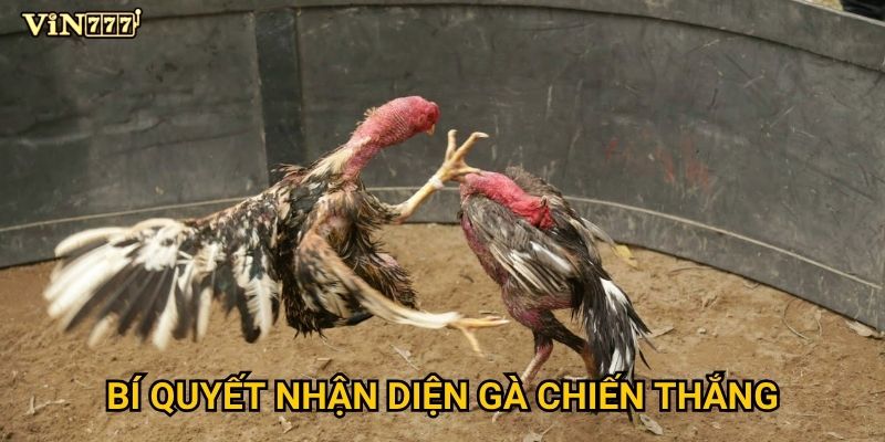 Làm thế nào để chiến thắng Đá Gà Campuchia trên Vin777? 3 Bí quyết nhận diện gà chiến thắng