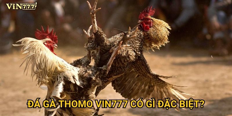 Tại sao Đá Gà Thomo tại Vin777 lại thu hút đông đảo người chơi? 2 Đá Gà Thomo Vin777 có gì đặc biệt?