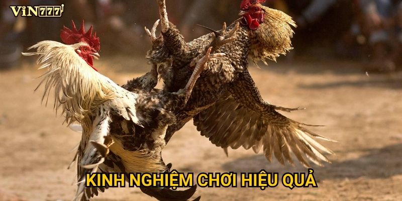 Tại sao Đá Gà Thomo tại Vin777 lại thu hút đông đảo người chơi? 3 Kinh nghiệm chơi hiệu quả