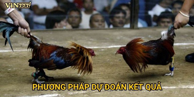 Vì sao Đá Gà Cựa Dao được xem là hình thức cược hấp dẫn nhất tại Vin777? 3 Phương pháp dự đoán kết quả